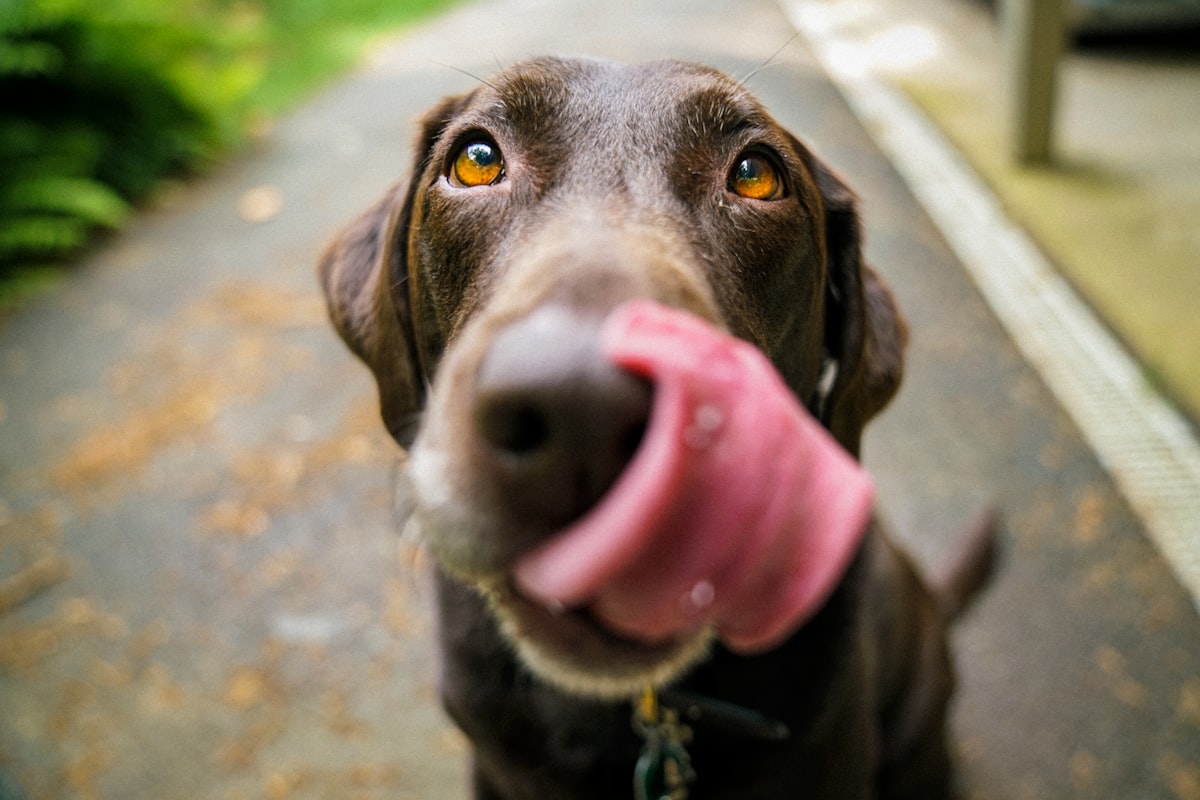 Perché il mio cane tira al guinzaglio? (Non è una questione di dominanza)