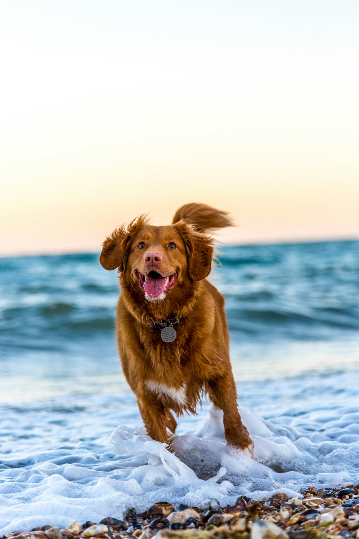 Perché il mio cane è reattivo al guinzaglio? Il circolo vizioso della reattività spiegato