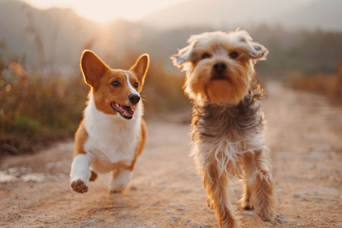 Paura e ansia nel cane: il secchio dello stress e il problema del cortisolo