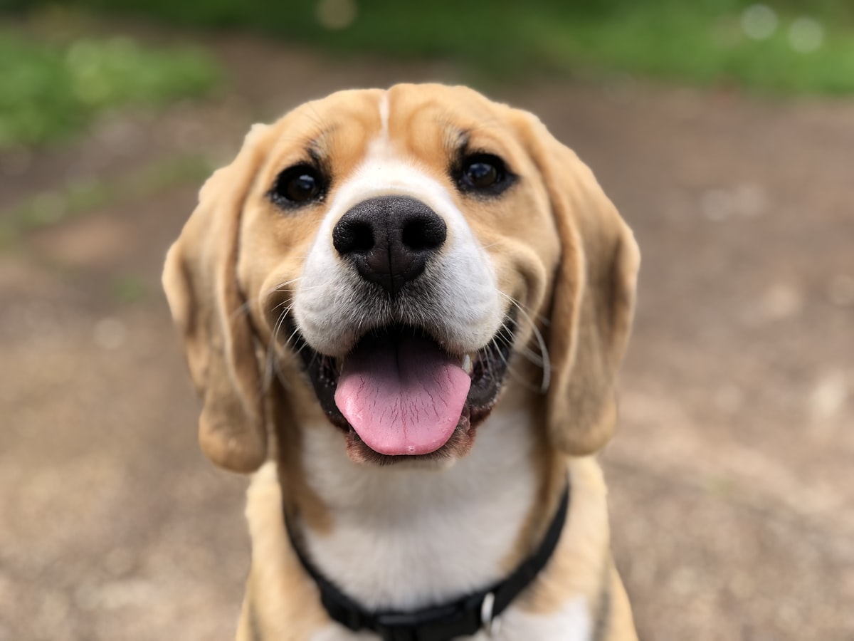 Hund kommt nicht auf Ruf? Du hast wahrscheinlich das Kommando vergiftet